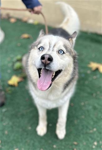 adoptable Dog in Chula Vista, CA named MATEO