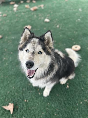 adoptable Dog in Chula Vista, CA named SIR LANCELOT