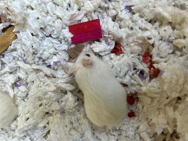 adoptable Hamster in Chula Vista, CA named BUTTERCUP
