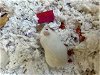 adoptable Hamster in vista, CA named A250763