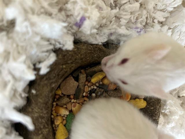adoptable Hamster in Chula Vista, CA named BLOSSOM