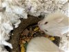 adoptable Hamster in vista, CA named A250764