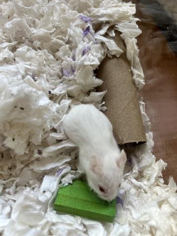 adoptable Hamster in Chula Vista, CA named BRICK