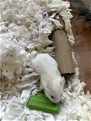 adoptable Hamster in chula vista, CA named A250767