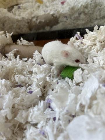 adoptable Hamster in Chula Vista, CA named BOOMER
