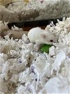 adoptable Hamster in vista, CA named A250770