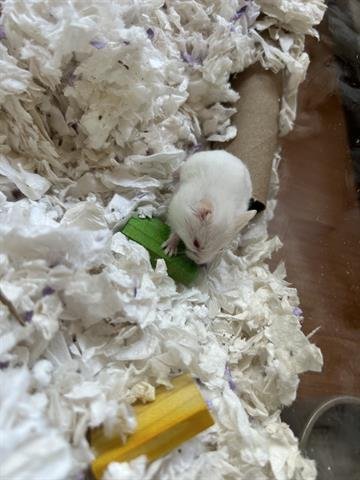 adoptable Hamster in Chula Vista, CA named BUTCH