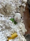 adoptable Hamster in chula vista, CA named A250771