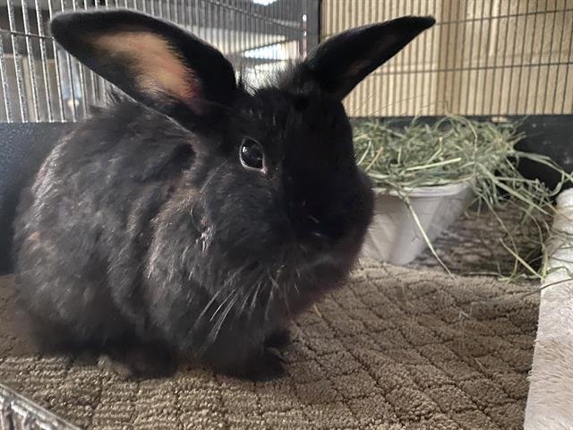 adoptable Rabbit in Chula Vista, CA named THUMPER