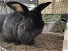 adoptable Rabbit in vista, CA named THUMPER