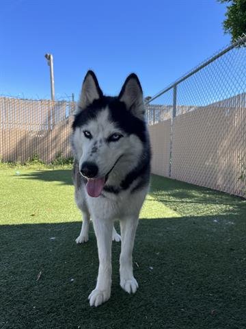 adoptable Dog in Chula Vista, CA named MISHA
