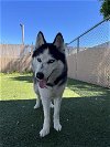 adoptable Dog in vista, CA named MISHA