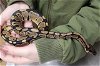 adoptable Snake in chula vista, ca, CA named BLUE BERRY