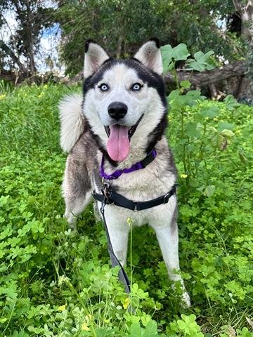 adoptable Dog in Chula Vista, CA named BROCK