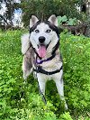 adoptable Dog in chula vista, ca, CA named BROCK