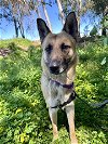 adoptable Dog in chula vista, ca, CA named CHARLIE