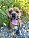 adoptable Dog in vista, CA named MAUI