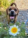 adoptable Dog in  named MAUI