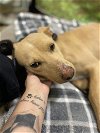 adoptable Dog in vista, CA named MARIGOLD