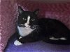 adoptable Cat in vista, CA named JAMES BOND