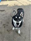 adoptable Dog in chula vista, ca, CA named CARLOS JR.