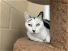 adoptable Cat in vista, CA named SCAR
