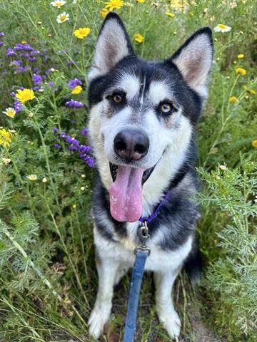 adoptable Dog in Chula Vista, CA named EDDISON