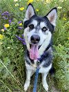 adoptable Dog in vista, CA named EDDISON