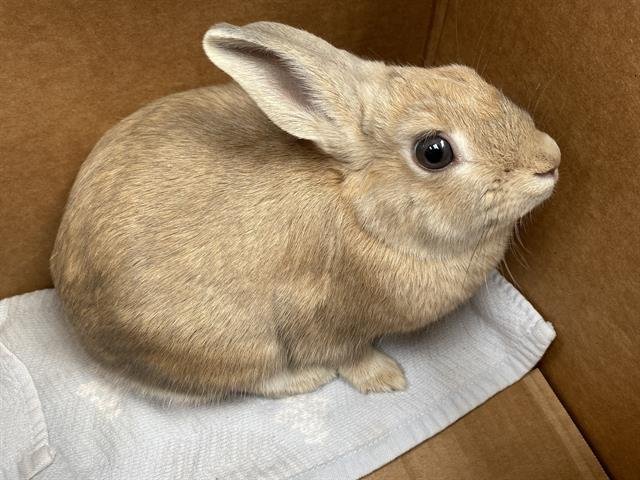 adoptable Rabbit in Chula Vista, CA named BUNNY FOO FOO