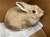 adoptable Rabbit in chula vista, ca, CA named BUNNY FOO FOO