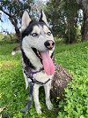 adoptable Dog in vista, CA named SHADY