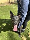 adoptable Dog in chula vista, ca, CA named BOYO