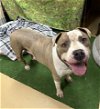 adoptable Dog in vista, CA named TITAN