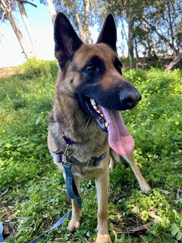 adoptable Dog in Chula Vista, CA named KONA