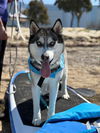 adoptable Dog in  named RAMBO