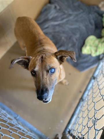 adoptable Dog in Chula Vista, CA named PHOEBE