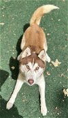 adoptable Dog in vista, CA named YUKON