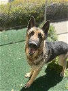 adoptable Dog in chula vista, ca, CA named BARRET