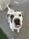 adoptable Dog in vista, CA named LEIA