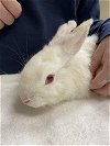 adoptable Rabbit in vista, CA named ANGEL BUNNY