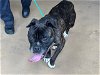 adoptable Dog in chula vista, ca, CA named BRAXTON