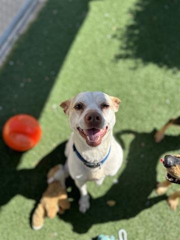 adoptable Dog in Chula Vista, CA named FRITO