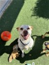 adoptable Dog in vista, CA named FRITO