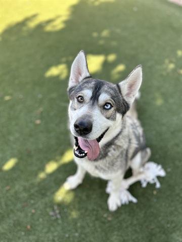 adoptable Dog in Chula Vista, CA named LOGAN