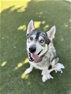 adoptable Dog in vista, CA named LOGAN