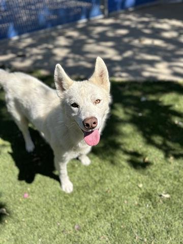 adoptable Dog in Chula Vista, CA named BOLT