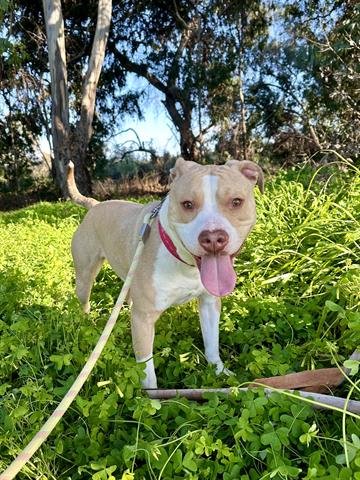 adoptable Dog in Chula Vista, CA named ACE