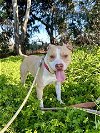 adoptable Dog in chula vista, CA named ACE