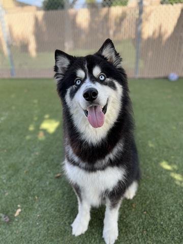 adoptable Dog in Chula Vista, CA named OSO