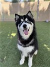 adoptable Dog in vista, CA named OSO